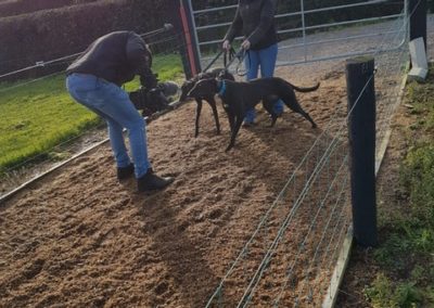 greyhound training